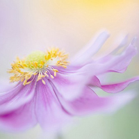 清新小花头像微信头像(精选18张)