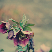 清新小花头像微信头像(精选18张)