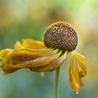 清新小花头像微信头像(精选18张)