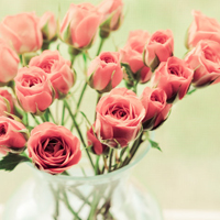 清新小花头像微信头像(精选18张)