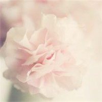 小清新花朵唯美个性头像大全图片(22张)