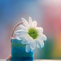 小清新花朵唯美个性头像大全图片(22张)