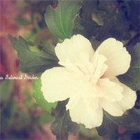 小清新花朵唯美个性头像大全图片(22张)