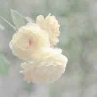 小清新花朵唯美个性头像大全图片(22张)