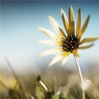 小清新花朵唯美个性头像大全图片(22张)