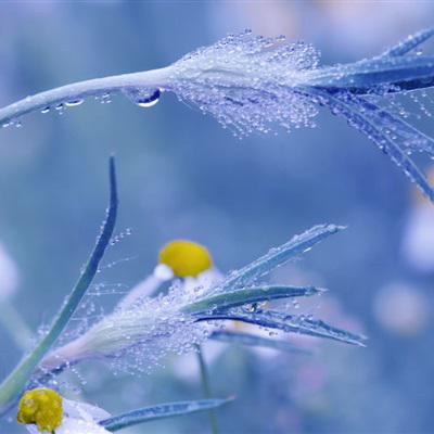 小清新花朵唯美个性头像大全图片(22张)