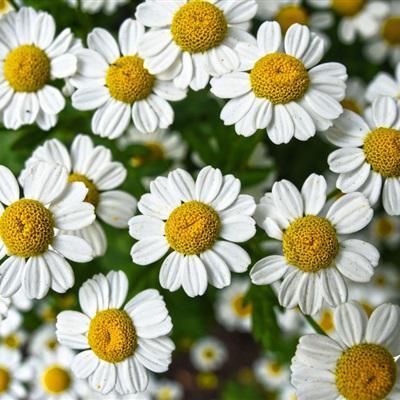 小清新花朵唯美个性头像大全图片(22张)