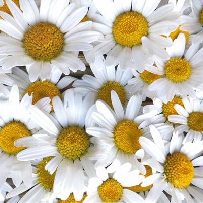 小清新花朵唯美个性头像大全图片(22张)