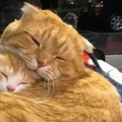 情侣猫咪一左一右头像图片(共16张)