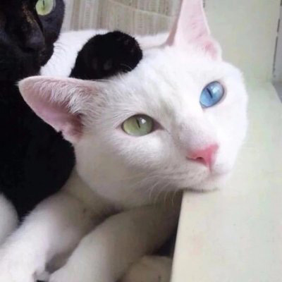 情侣猫咪一左一右头像图片(共16张)