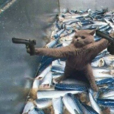 情侣猫咪一左一右头像图片(共16张)