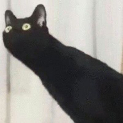 情侣猫咪一左一右头像图片(共16张)