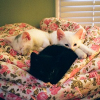 不同风格的猫王头像(20张)