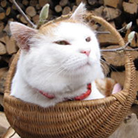 不同风格的猫王头像(20张)