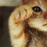 不同风格的猫王头像(20张)