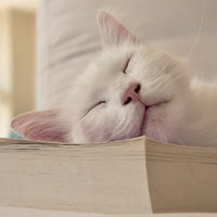 不同风格的猫王头像(20张)