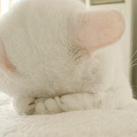 不同风格的猫王头像(20张)