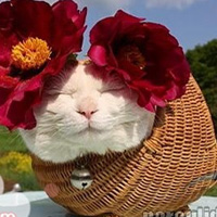 不同风格的猫王头像(20张)