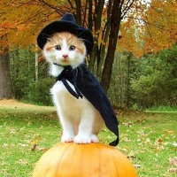 不同风格的猫王头像(20张)