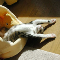 不同风格的猫王头像(20张)