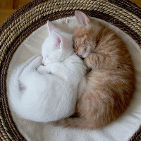 不同风格的猫王头像(20张)