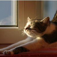 不同风格的猫王头像(20张)