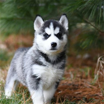 狗年超好看的动物头像(优选24张)