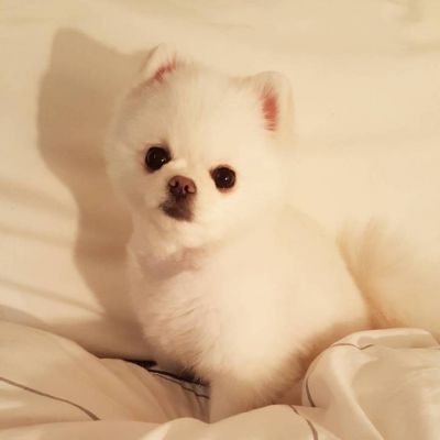 狗年超好看的动物头像(优选24张)