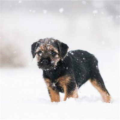 狗年超好看的动物头像(优选24张)