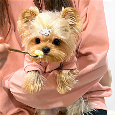 狗年超好看的动物头像(优选24张)