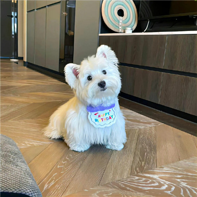 狗年超好看的动物头像(优选24张)