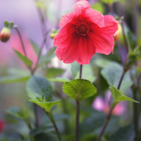 微信头像图片大全花朵唯美图片精选(共24张)