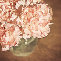 微信头像图片大全花朵唯美图片精选(共24张)