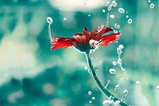 微信头像图片大全花朵唯美图片精选(共24张)