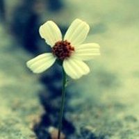 微信头像图片大全花朵唯美图片精选(共24张)