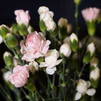 微信头像图片大全花朵唯美图片精选(共24张)