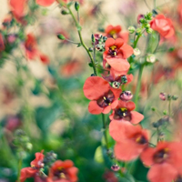 微信头像图片大全花朵唯美图片精选(共24张)