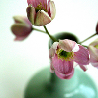 微信头像图片大全花朵唯美图片精选(共24张)