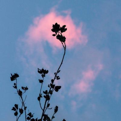 吉祥好运的微信头像图片(20张)