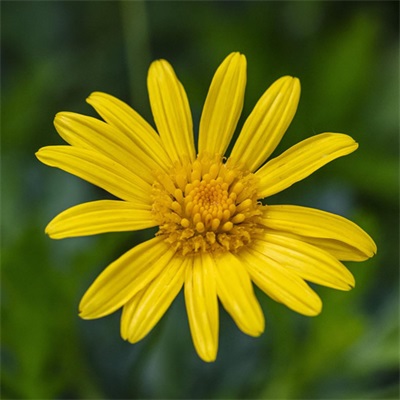 适合做头像的花朵图片(共13张)