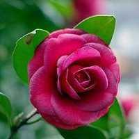 适合做头像的花好看的花朵图片(24张)