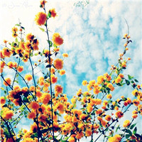 适合做头像的花好看的花朵图片(24张)