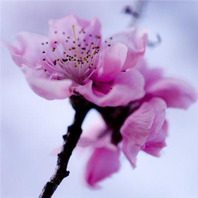 适合做头像的花好看的花朵图片(24张)