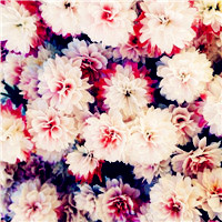 适合做头像的花好看的花朵图片(24张)