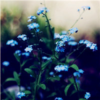 适合做头像的花好看的花朵图片(24张)