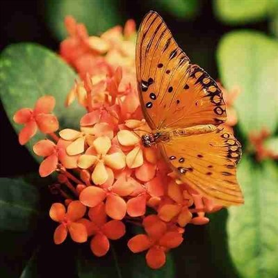 适合做头像的花好看的花朵图片(24张)