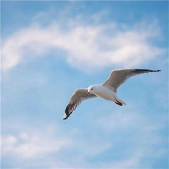 给你带来好运的微信头像(精选24张)