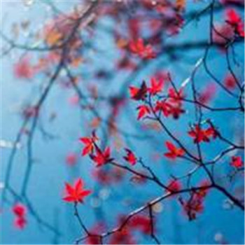 给你带来好运的微信头像(精选24张)