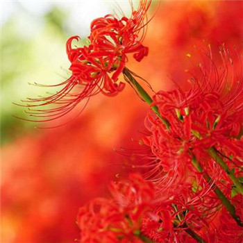 适合好运连连的头像(优选22张)