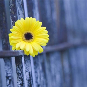 适合好运连连的头像(优选22张)